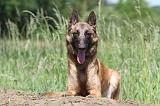 MALINOIS 811